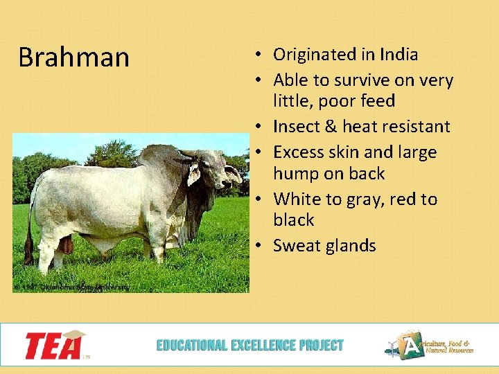 Brahman • Originated in India • Able to survive on very little, poor feed