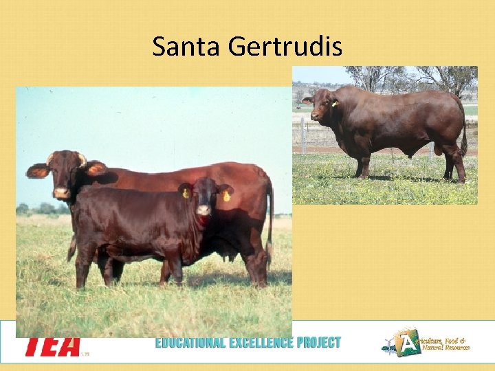 Santa Gertrudis 