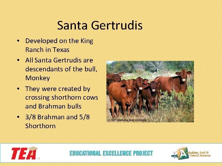 Santa Gertrudis • Developed on the King Ranch in Texas • All Santa Gertrudis