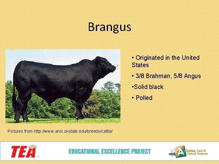 Brangus • Originated in the United States • 3/8 Brahman, 5/8 Angus • Solid