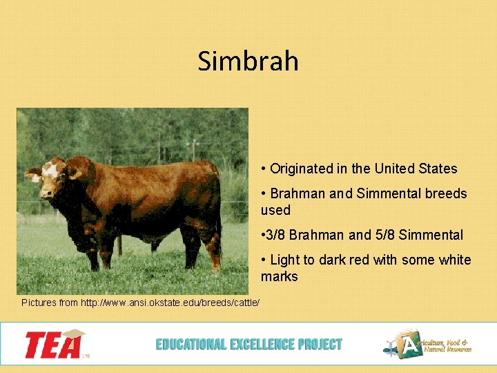 Simbrah • Originated in the United States • Brahman and Simmental breeds used •