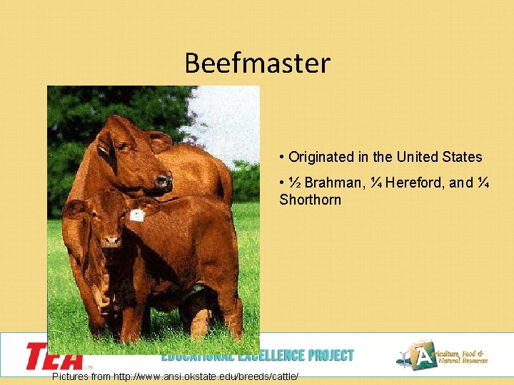 Beefmaster • Originated in the United States • ½ Brahman, ¼ Hereford, and ¼