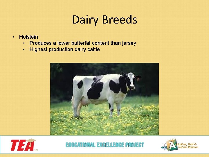 Dairy Breeds • Holstein • Produces a lower butterfat content than jersey • Highest