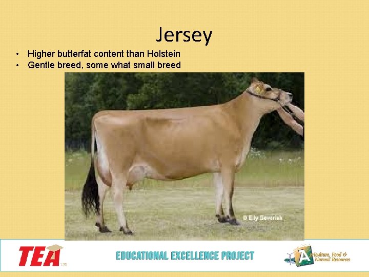 Jersey • Higher butterfat content than Holstein • Gentle breed, some what small breed