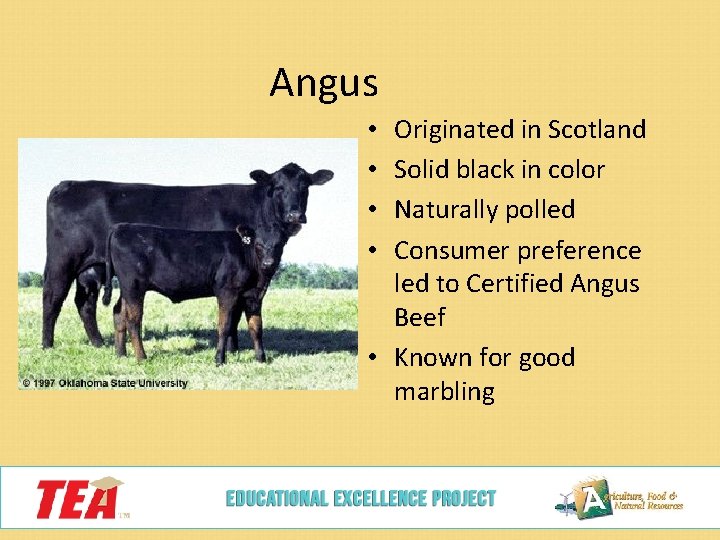 Angus Originated in Scotland Solid black in color Naturally polled Consumer preference led to