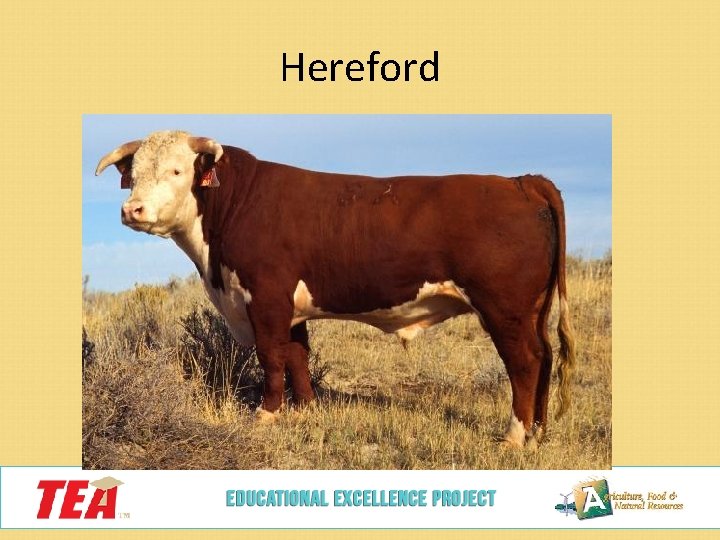 Hereford 