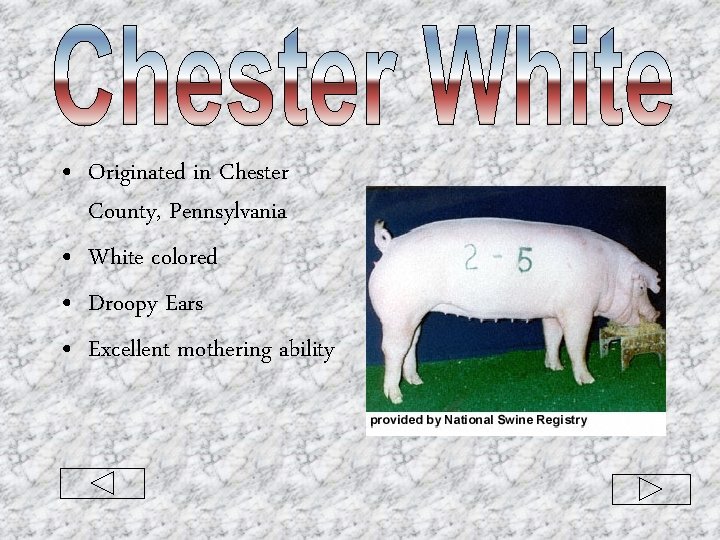  • Originated in Chester County, Pennsylvania • White colored • Droopy Ears •