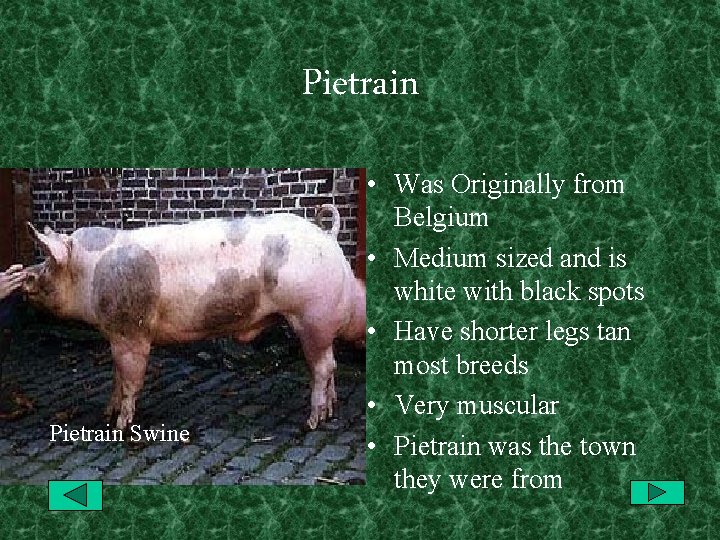 Pietrain Swine • Was Originally from Belgium • Medium sized and is white with