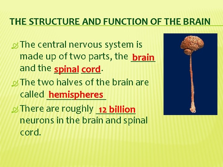 THE STRUCTURE AND FUNCTION OF THE BRAIN The central nervous system is made up
