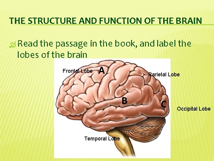 THE STRUCTURE AND FUNCTION OF THE BRAIN Read the passage in the book, and