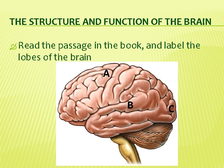 THE STRUCTURE AND FUNCTION OF THE BRAIN Read the passage in the book, and