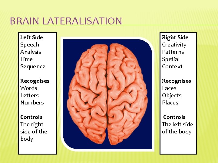 BRAIN LATERALISATION Left Side Speech Analysis Time Sequence Right Side Creativity Patterns Spatial Context