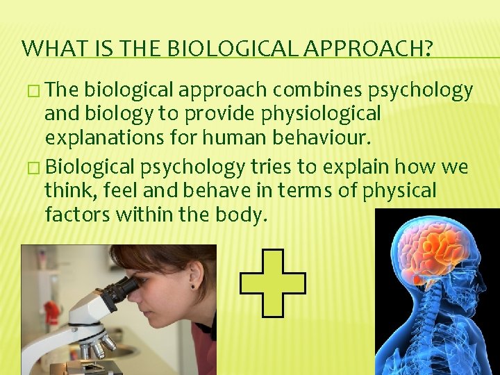 WHAT IS THE BIOLOGICAL APPROACH? � The biological approach combines psychology and biology to