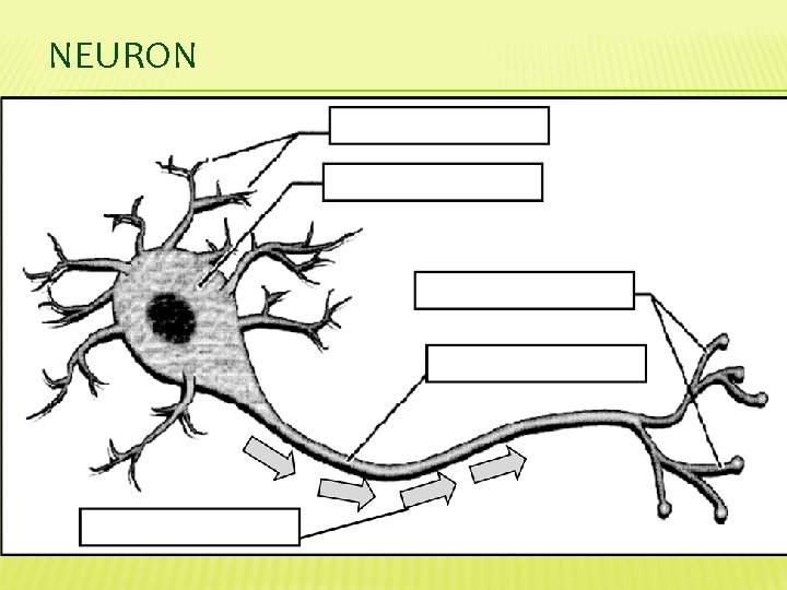 NEURON 