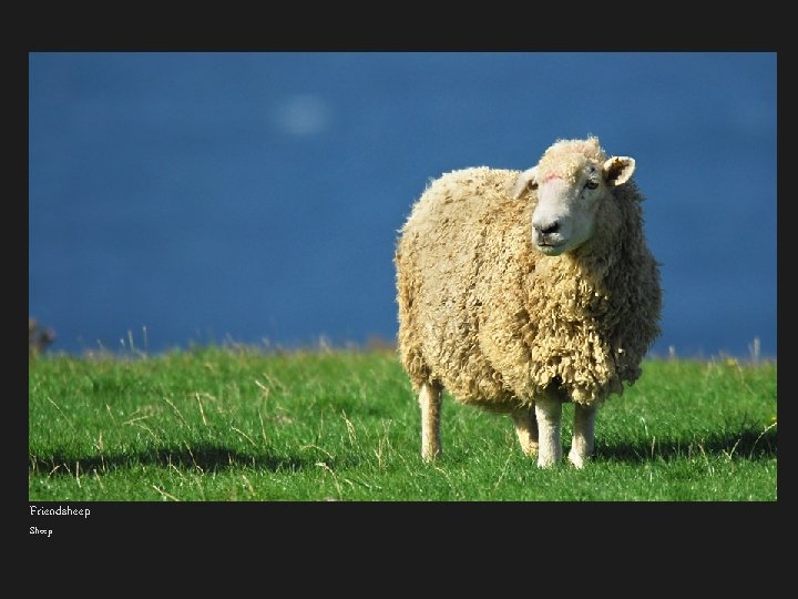 Friendsheep Sheep 