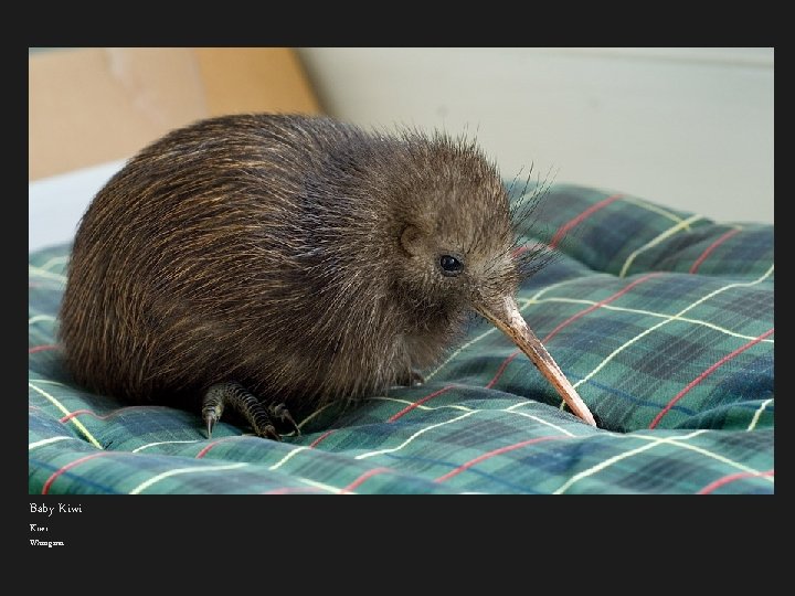 Baby Kiwi Whangarei 