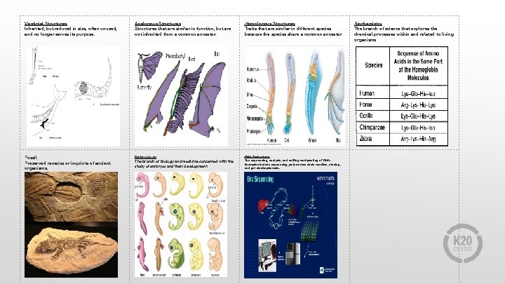 Vestigial Structures Inherited, but reduced in size, often unused, and no longer serves its