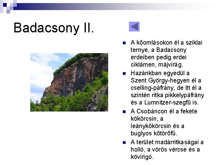 Badacsony II. n n A kőomlásokon él a sziklai ternye, a Badacsony erdeiben pedig