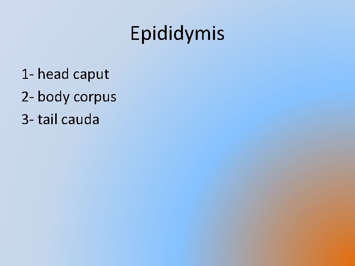 Epididymis 1 - head caput 2 - body corpus 3 - tail cauda 