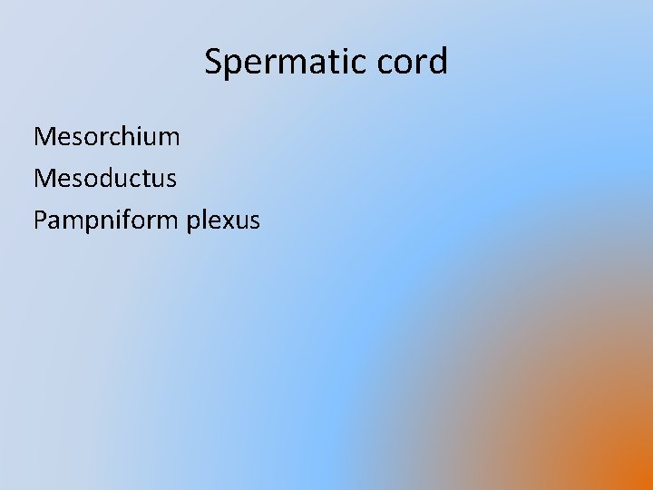 Spermatic cord Mesorchium Mesoductus Pampniform plexus 
