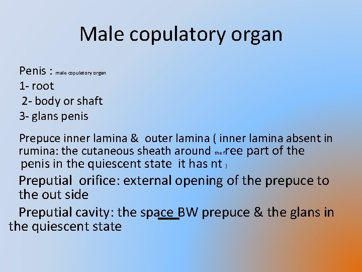 Male copulatory organ Penis : male copulatory organ 1 - root 2 - body