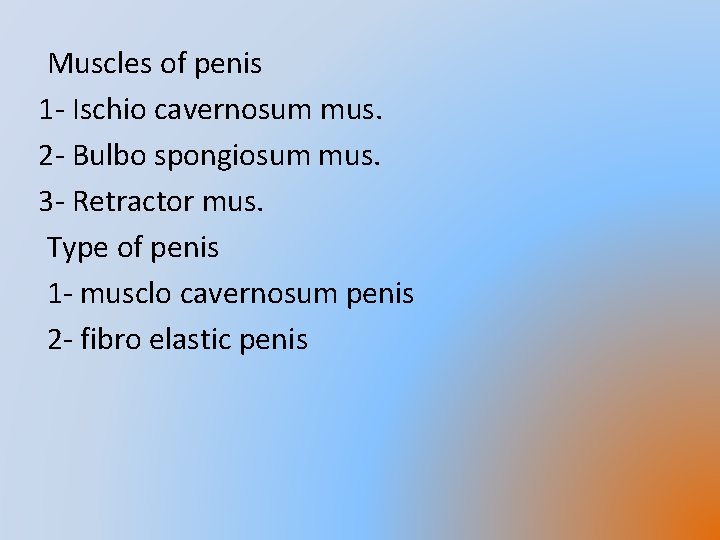 Muscles of penis 1 - Ischio cavernosum mus. 2 - Bulbo spongiosum mus. 3