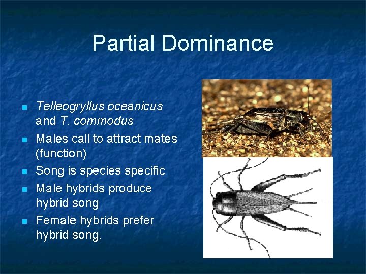 Partial Dominance n n n Telleogryllus oceanicus and T. commodus Males call to attract