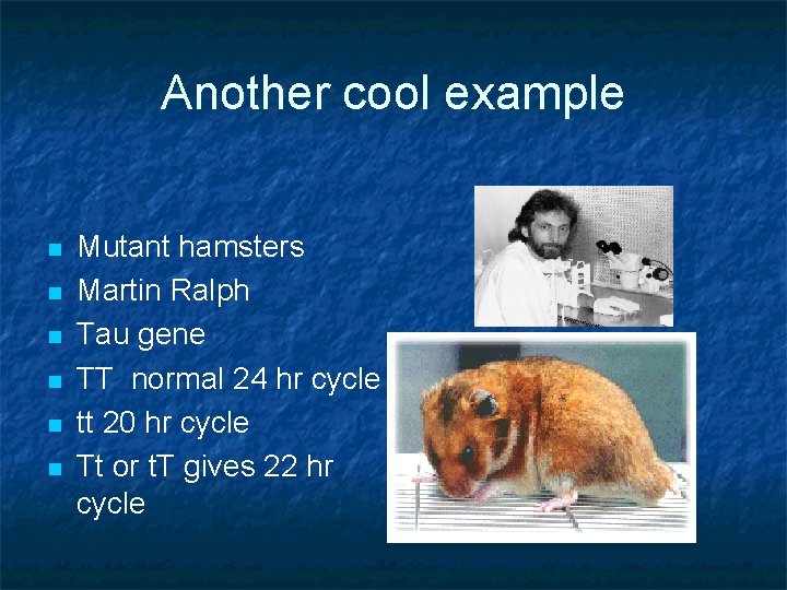 Another cool example n n n Mutant hamsters Martin Ralph Tau gene TT normal