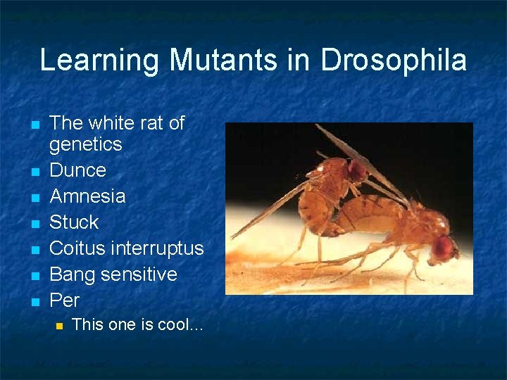 Learning Mutants in Drosophila n n n n The white rat of genetics Dunce