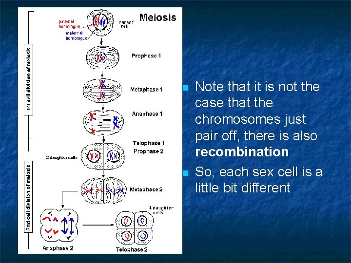 n n Note that it is not the case that the chromosomes just pair