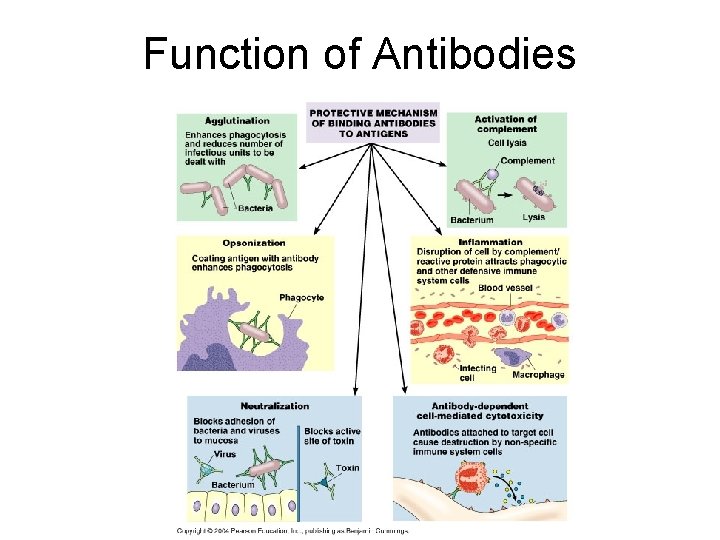 Function of Antibodies 