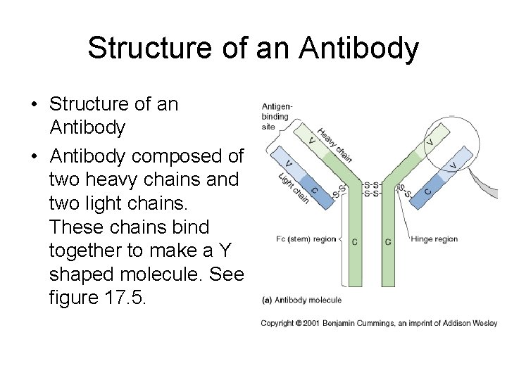 Structure of an Antibody • Antibody composed of two heavy chains and two light