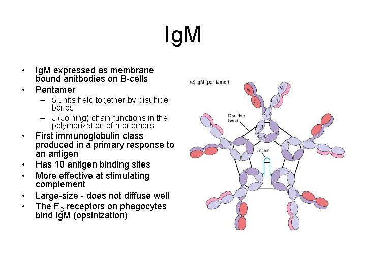 Ig. M • • Ig. M expressed as membrane bound anitbodies on B-cells Pentamer
