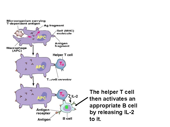 APC APC TH TH B The helper T cell then activates an appropriate B