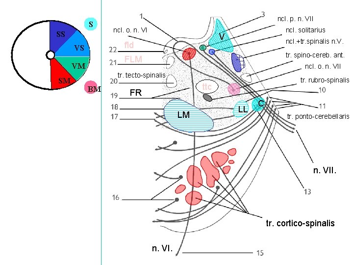 S SS ncl. o. n. VI ncl. solitarius V fld VS ncl. +tr. spinalis