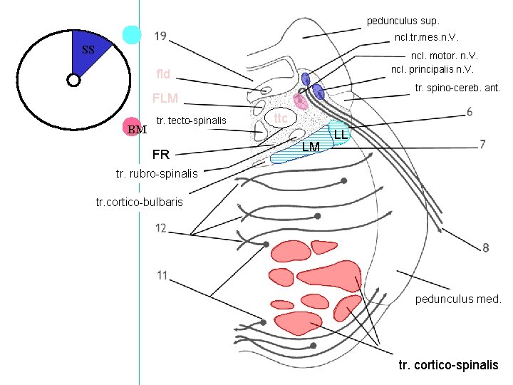 pedunculus sup. ncl. tr. mes. n. V. SS ncl. motor. n. V. ncl. principalis
