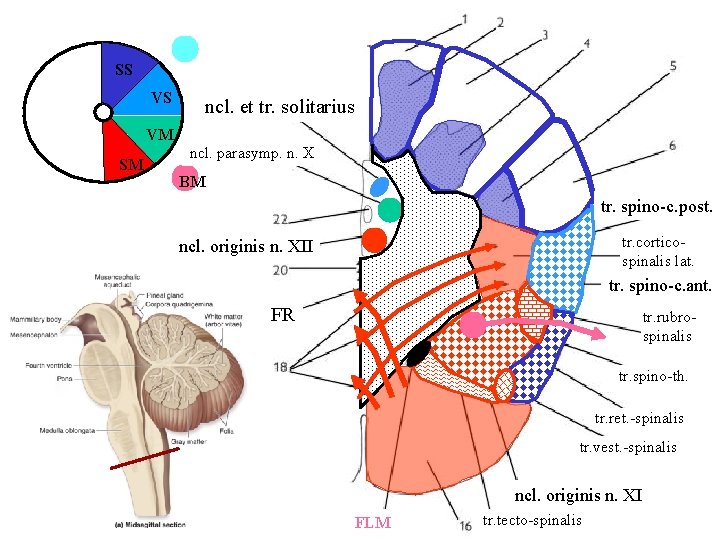 SS VS VM SM ncl. et tr. solitarius ncl. parasymp. n. X BM tr.