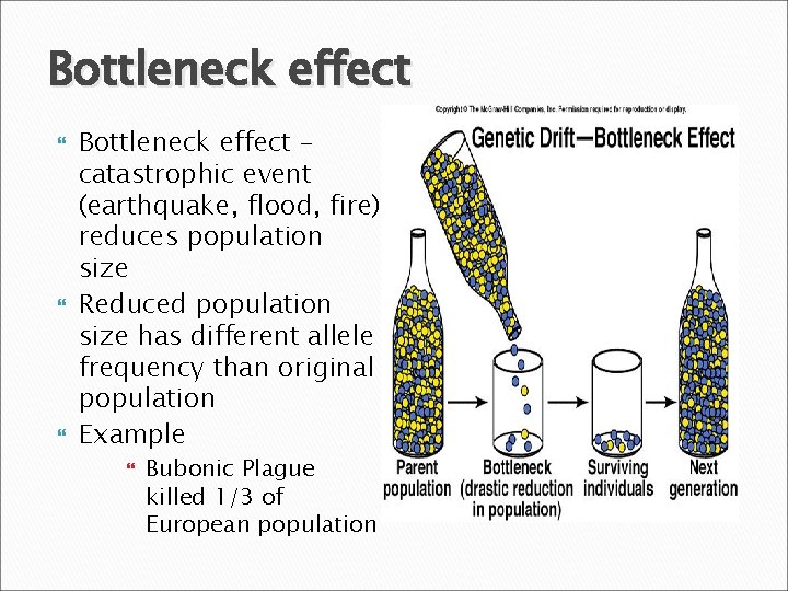 Bottleneck effect Bottleneck effect – catastrophic event (earthquake, flood, fire) reduces population size Reduced