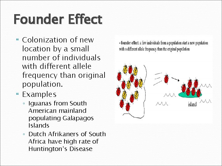 Founder Effect Colonization of new location by a small number of individuals with different
