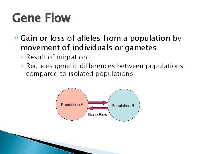 Gene Flow Gain or loss of alleles from a population by movement of individuals