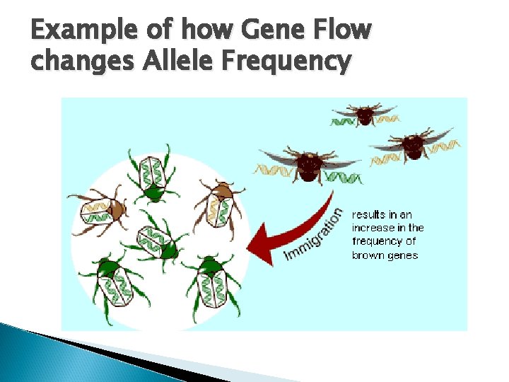 Example of how Gene Flow changes Allele Frequency 