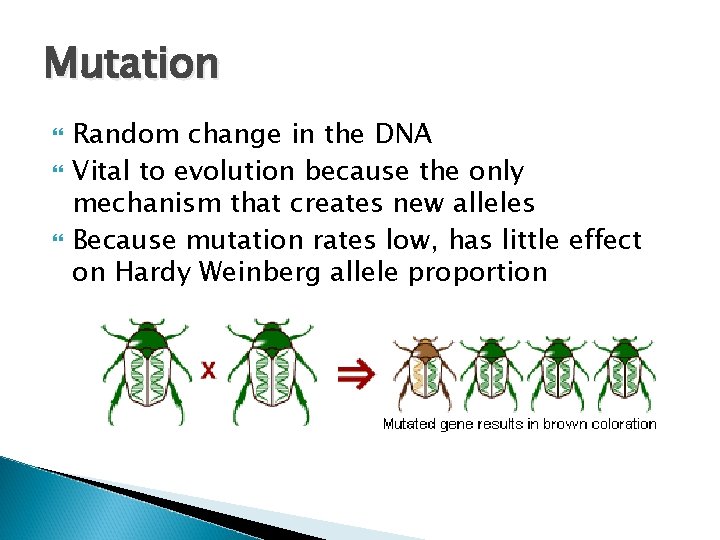 Mutation Random change in the DNA Vital to evolution because the only mechanism that