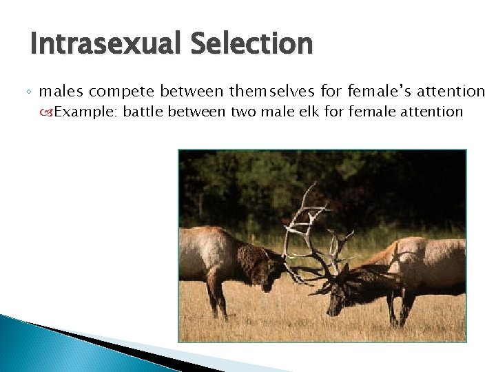 Intrasexual Selection ◦ males compete between themselves for female’s attention Example: battle between two