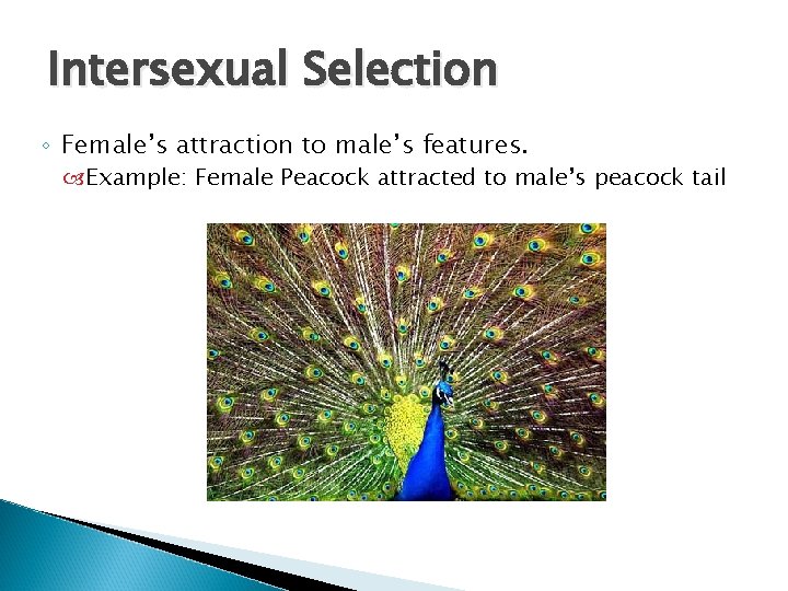 Intersexual Selection ◦ Female’s attraction to male’s features. Example: Female Peacock attracted to male’s