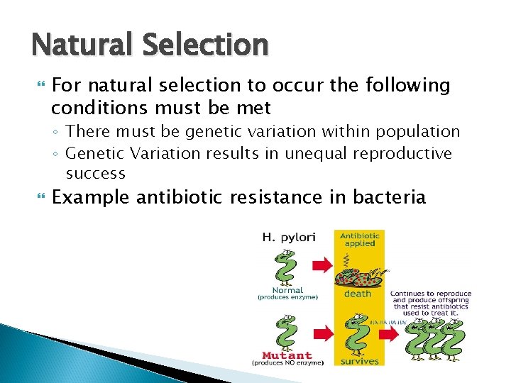 Natural Selection For natural selection to occur the following conditions must be met ◦