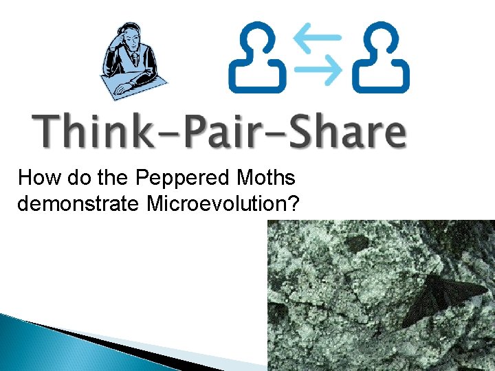 How do the Peppered Moths demonstrate Microevolution? 
