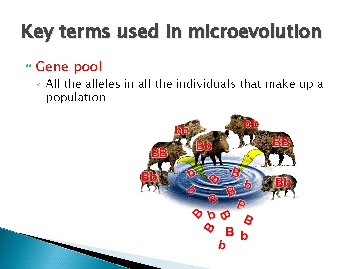 Key terms used in microevolution Gene pool ◦ All the alleles in all the