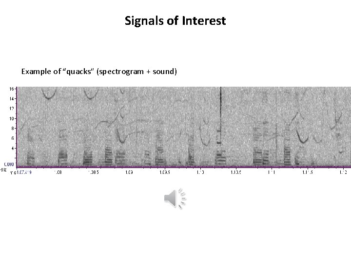 Signals of Interest Example of “quacks” (spectrogram + sound) 