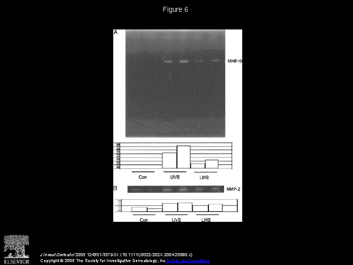 Figure 6 J Invest Dermatol 2005 124331 -337 DOI: (10. 1111/j. 0022 -202 X.