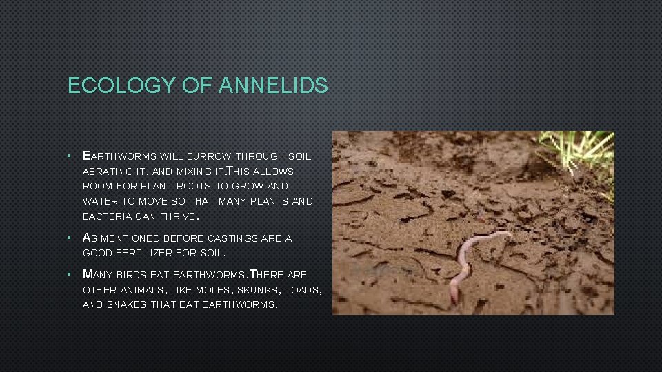 ECOLOGY OF ANNELIDS • EARTHWORMS WILL BURROW THROUGH SOIL AERATING IT, AND MIXING IT.